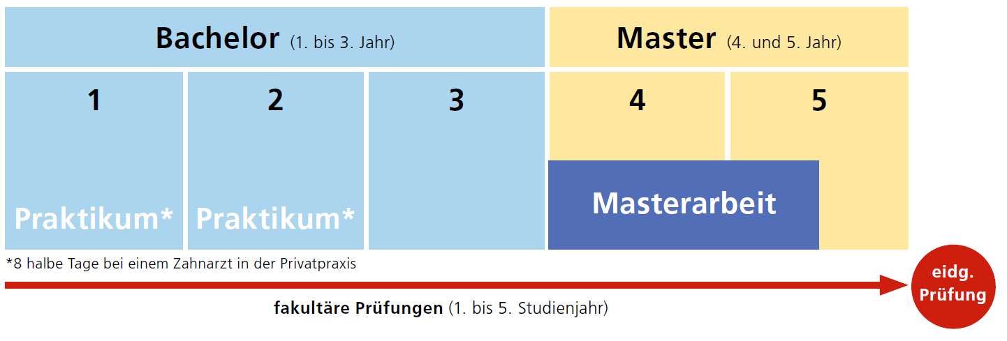 Aufbau des Programms Zahnmedizin