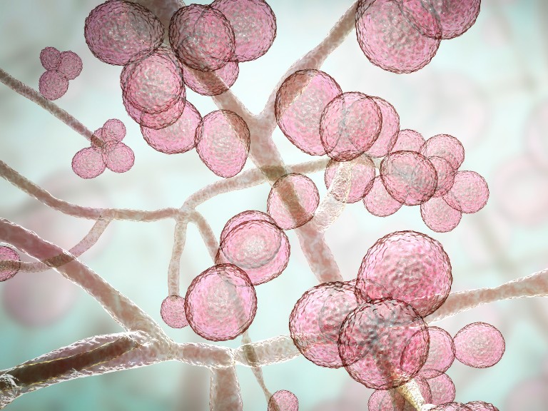 Candida auris fungi, 3D illustration