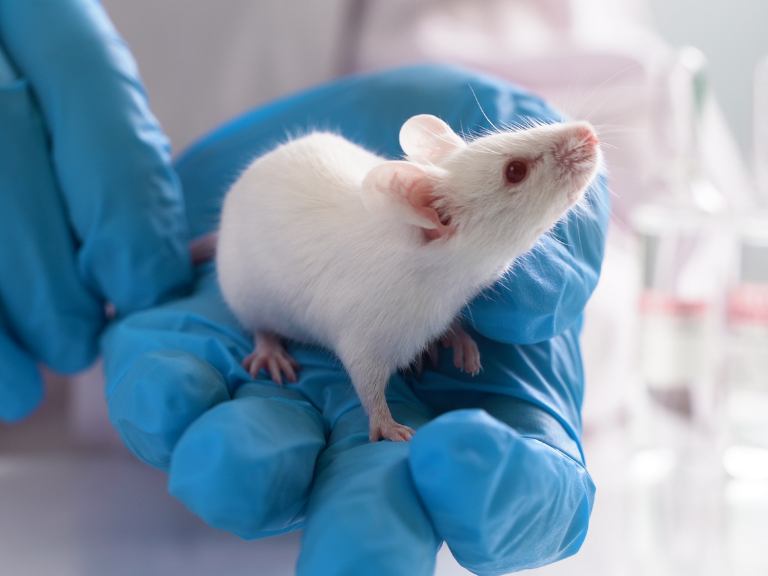 Weisse Labormaus sitzt auf einer menschlichen Hand, die blauen Gummihandschuh trägt