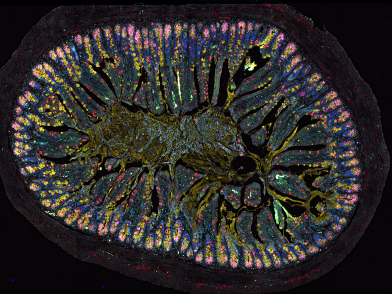 Gewebeschnitt aus dem Darm einer Maus